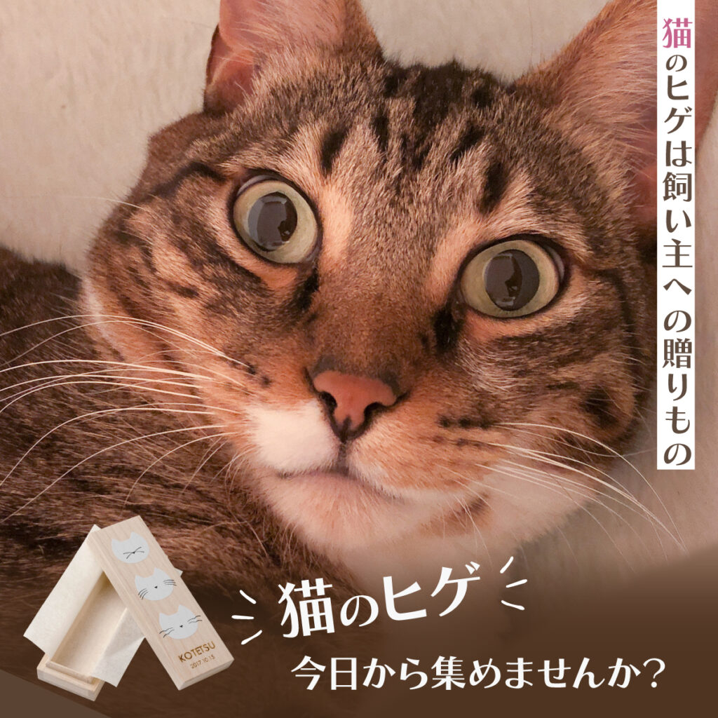 猫の友社 猫の贈りもの 猫の友社