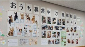 ひめじ猫友フェス