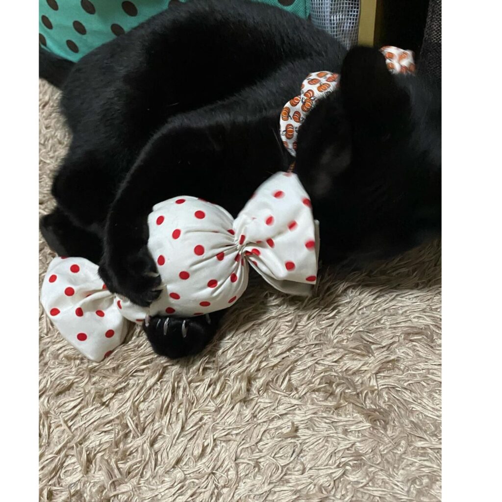 キャンディキッカー　猫のおもちゃ