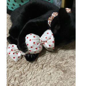 キャンディキッカー　猫のおもちゃ