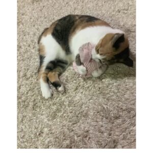 キャンディキッカー　猫のおもちゃ