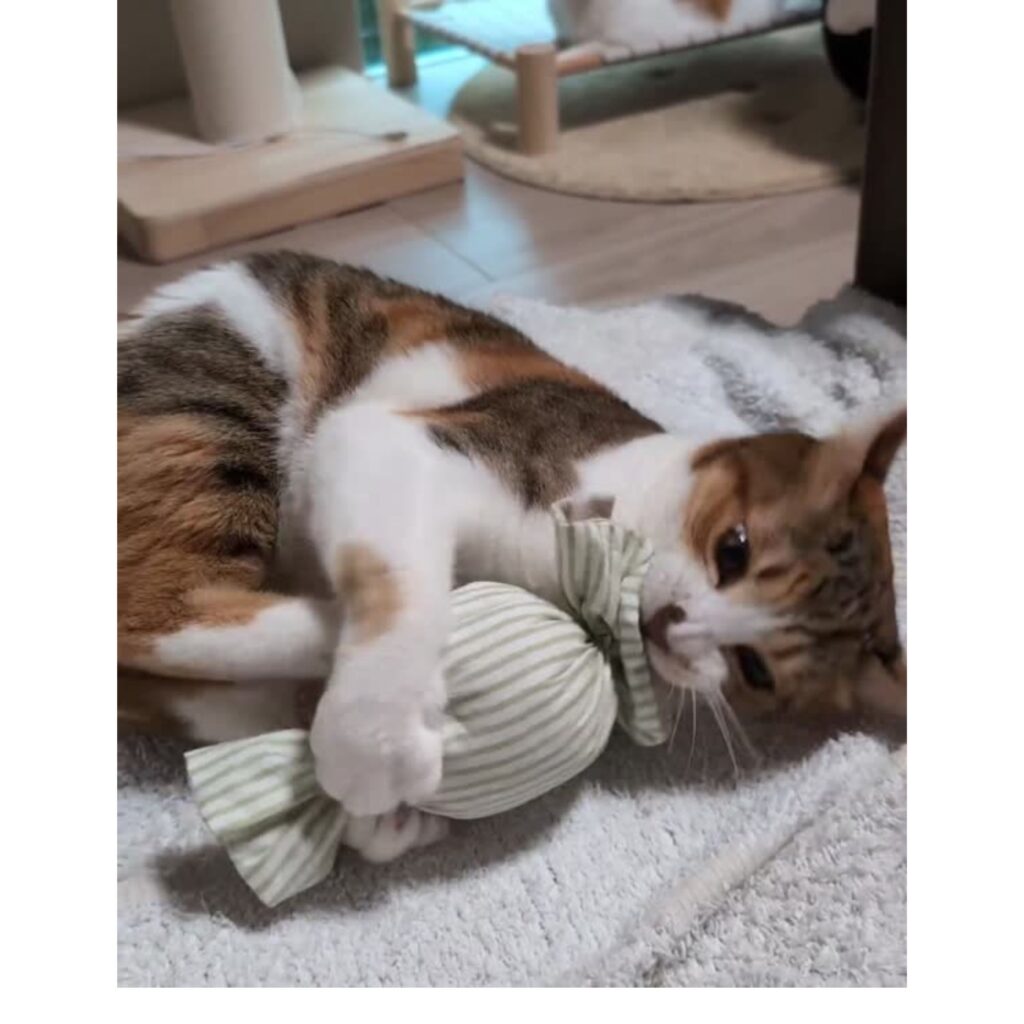 キャンディキッカー　猫のおもちゃ