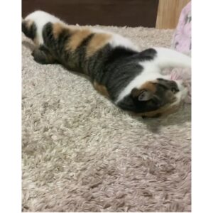 キャンディキッカー　猫のおもちゃ
