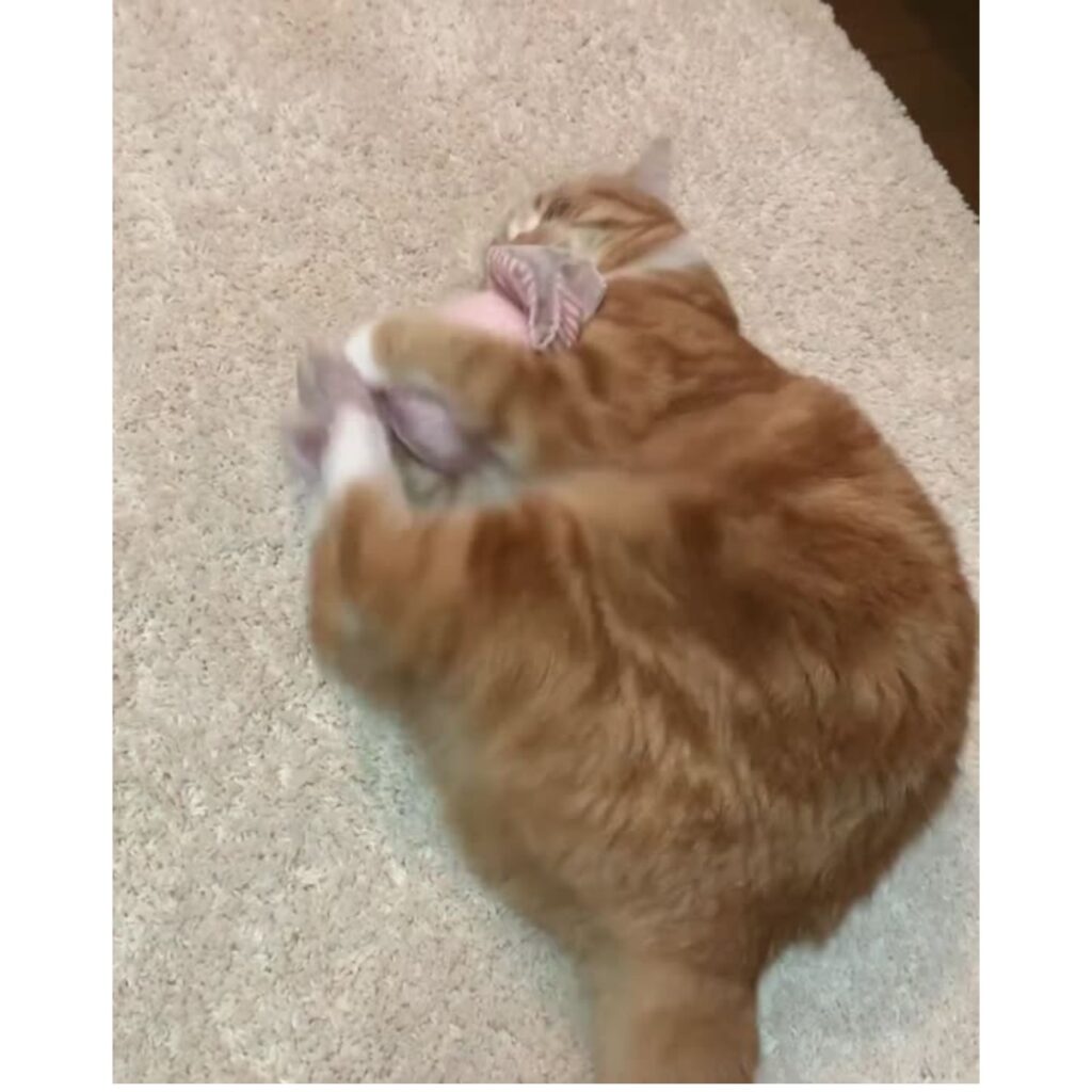 キャンディキッカー　猫のおもちゃ