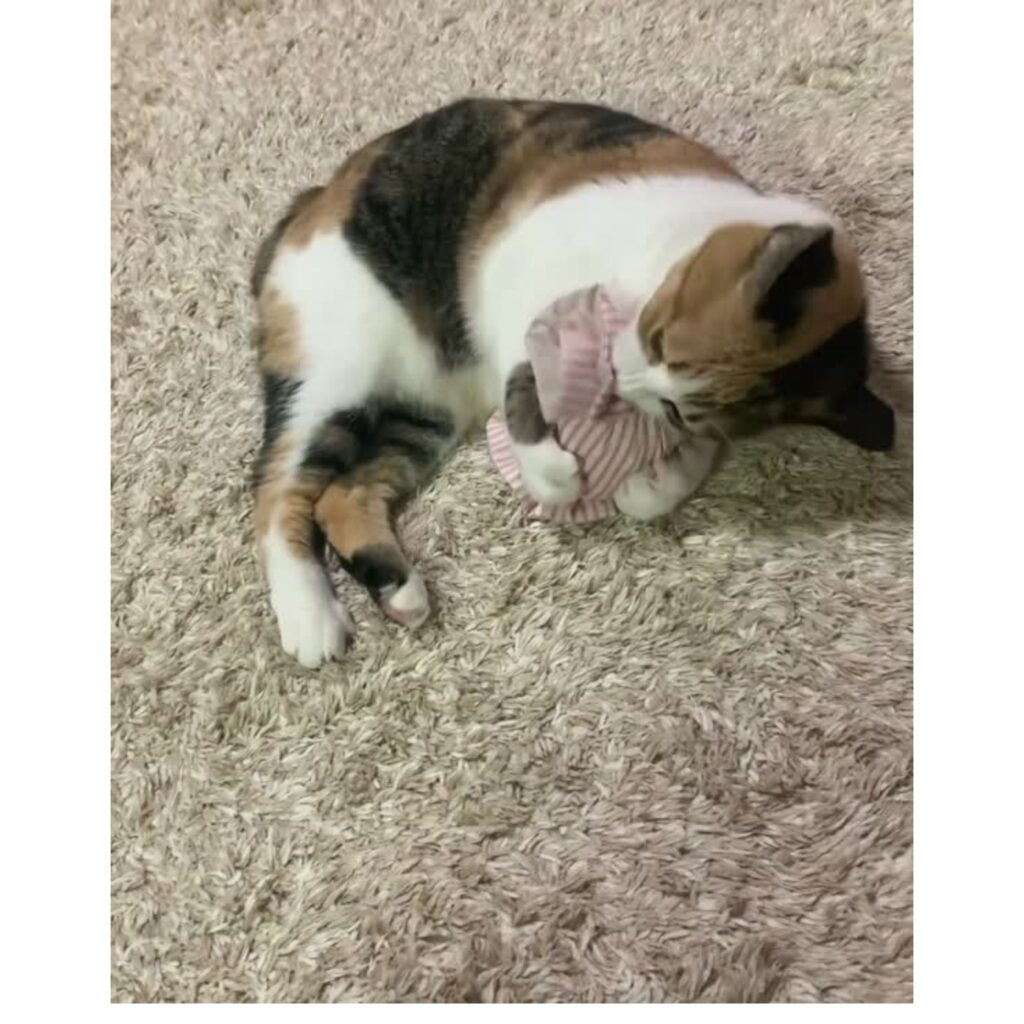 キャンディキッカー　猫のおもちゃ