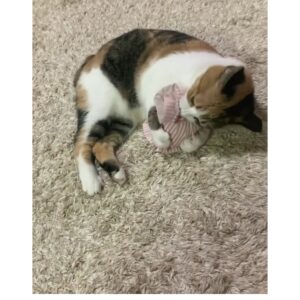 キャンディキッカー　猫のおもちゃ