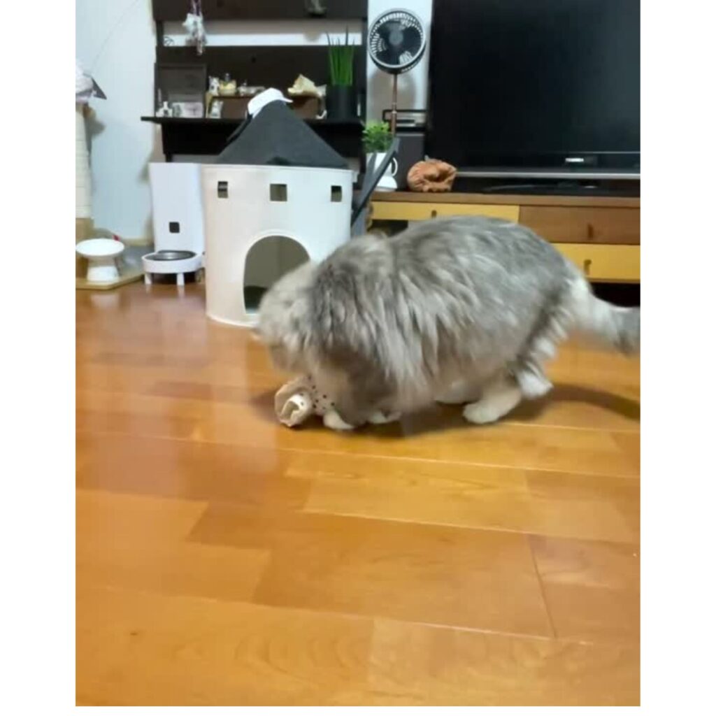 キャンディキッカー　猫のおもちゃ