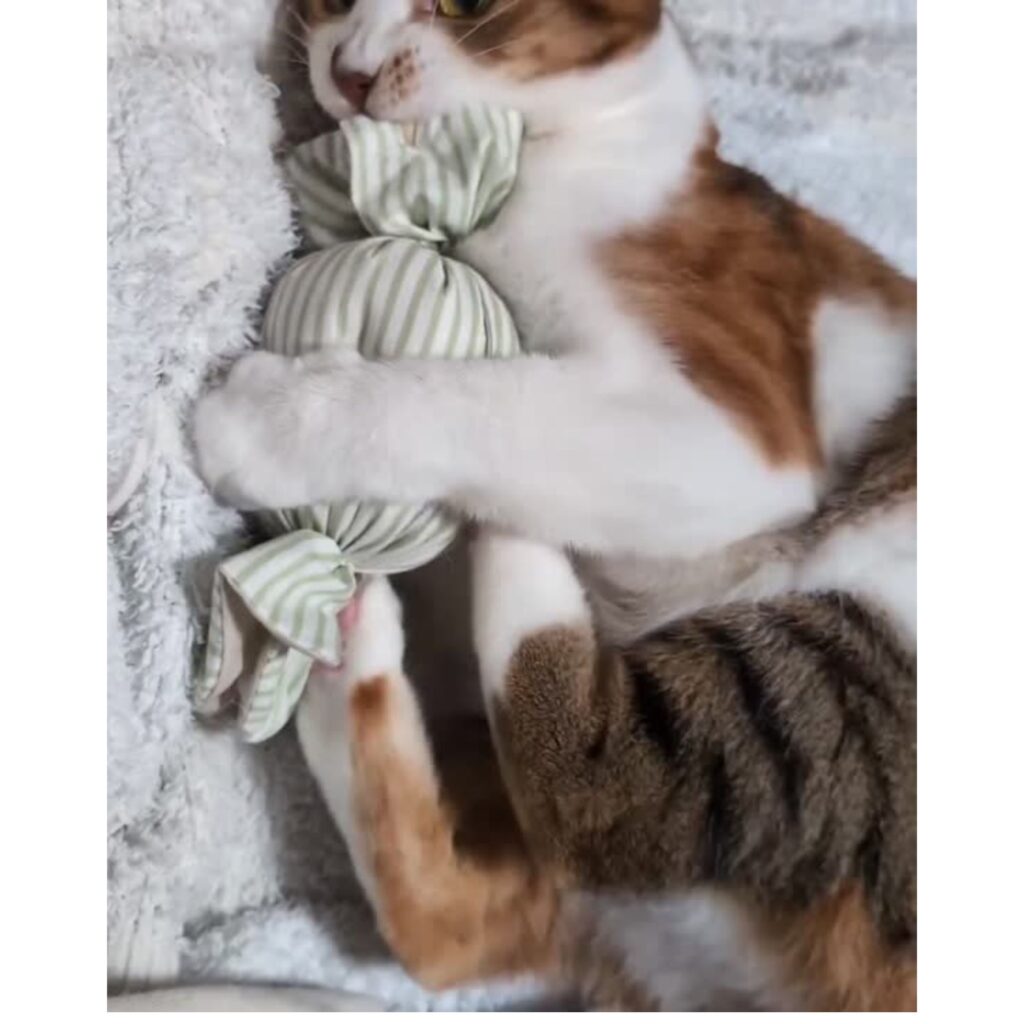 キャンディキッカー　猫のおもちゃ