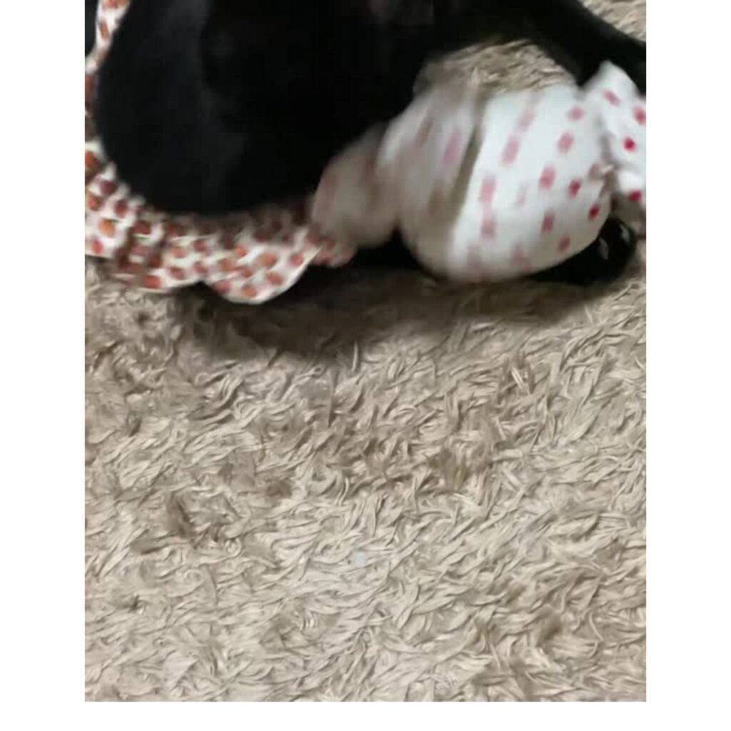 キャンディキッカー　猫のおもちゃ