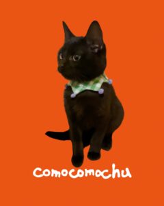 ひめじ猫友フェス