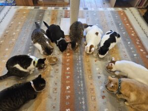 ひめじ猫友フェス