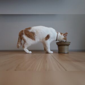 ひめじ猫友フェス