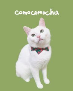 ひめじ猫友フェス