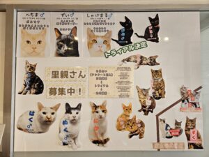 ひめじ猫友フェス