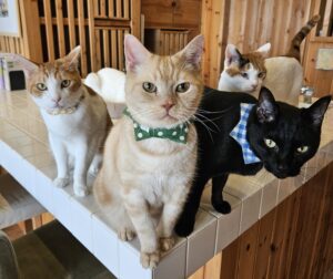 ひめじ猫友フェス