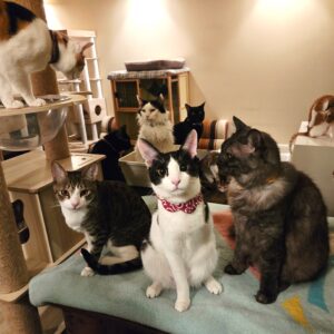 ひめじ猫友フェスVol.3