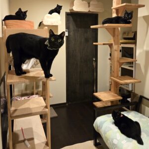 ひめじ猫友フェスVol.3