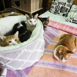 ひめじ猫友フェスVol.3