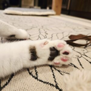 ひめじ猫友フェスVol.3